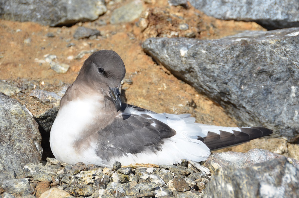 Grey and white Antarctic petrel sits on loose gravel, surrounded by orange-brown soils and grey rocks.